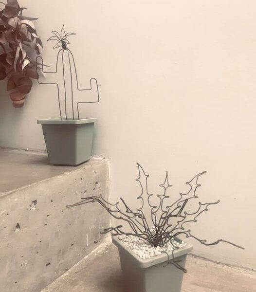 clase cactus y suculentas